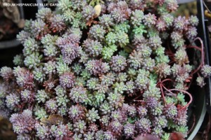 Sedum hispanicum 'Blue Carpet'